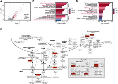 Comprehensive molecular and cellular characterization of endoplasmic reticulum stress-related key genes in renal ischemia/reperfusion injury